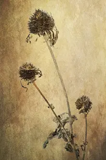 Deserted Garden Blooms Prints: Coneflower (Echinacea), withered