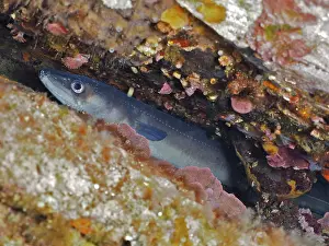 Prints of Conger eel (Conger conger) Eel, Dive site Marine Reserve Cap de Creus, Rosas, Costa Brava, Spain, Mediterranean Sea Conger Eel Prints: Conger Eel Print, Cap de Creus, Spain