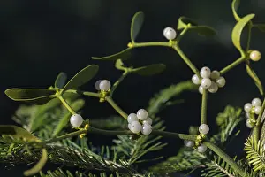European Mistletoe Plant Prints: Conifer mistletoe, mistletoe, pine mistletoe