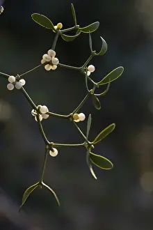 Parasitic Plants Prints: Conifer mistletoe, mistletoe, pine mistletoe