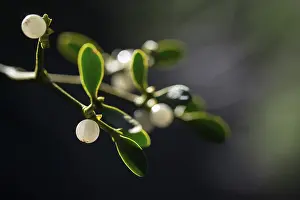 European Mistletoe Prints: Conifer mistletoe, mistletoe, pine mistletoe