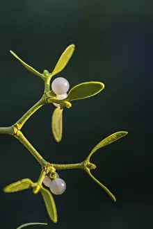 Parasitic Plants Prints: Conifer mistletoe, mistletoe, pine mistletoe