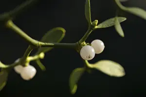 European Mistletoe Species Prints: Conifer mistletoe, mistletoe, pine mistletoe