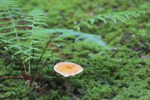 Protected Area In Central Europe Prints: Contrary webcap (Cortinarius varius)