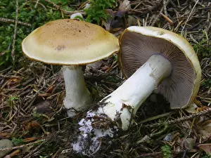 Central Europe Botany Prints: Contrary webcap (Cortinarius varius)