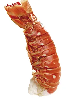 Prints of Cooked langouste Langouste Prints: Print of Cooked Langouste