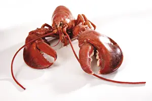 Studio Shot Lobster Prints: Cooked lobster