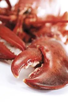 Seafood Nutrition Prints: Cooked lobster