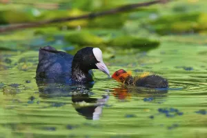 Juvenile Waterfowl Images Prints: Coot
