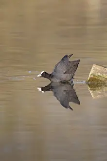 Water Surface Reflections Germany Prints: A coot reflected in the water surface