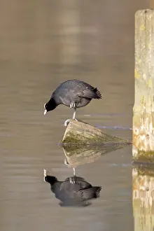 Water Surface Reflections Prints: A coot reflected in the water surface
