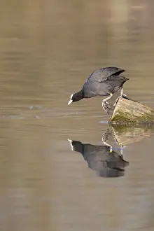 Central Europe Waterfronts Prints: A coot reflected in the water surface