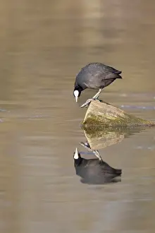 Deserted Waterfront Europe Prints: A coot reflected in the water surface