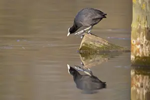 Central Europe Waterfronts Prints: A coot reflected in the water surface