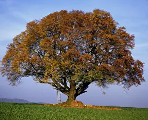 Copper Beech Tree Prints: Copper beech