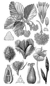 Common Beech Deciduous Tree Prints: the copper beech (Fagus sylvatica) or common beech
