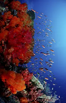 Tropical Holiday Destinations Prints: Coral reef