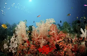 Tropical Waters Prints: Coral reef