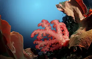 Soft Coral Species Prints: Coral reef
