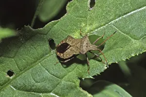 Squash Bug Prints: Coreus marginatus Print - Fringe Bug