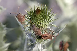 Hemiptera Prints: Coreus marginatus Print - Leather Bug