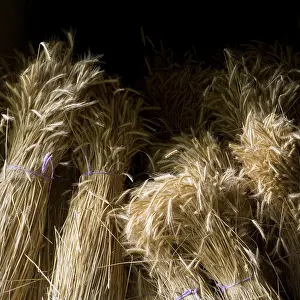 Wheat Field Prints: Corn