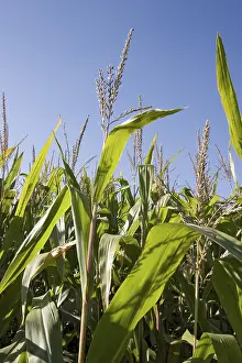 Agricultural Food Prints: Corn