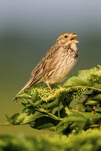 Outdoor Nature Scenes Prints: Corn Bunting