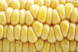 Sweet Corn Nutrition Prints: Corn, closeup