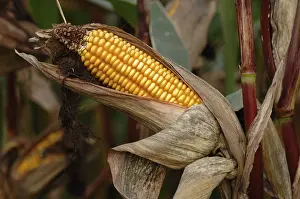 Close Up Corn Cob Prints: Corn cob