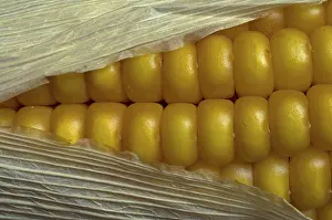 Close Up Corn Prints: Corn on the cob, detail