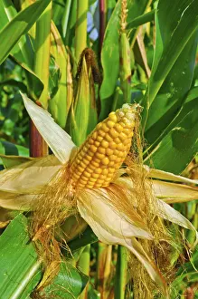 True Grasses Prints: Corn on the cob