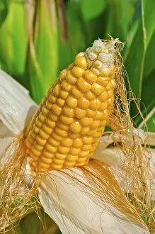 Corn On The Cob Image Prints: Corn on the cob