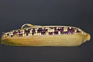 Genetically Modified Food Prints: Corn on the cob with coloured corn kernels