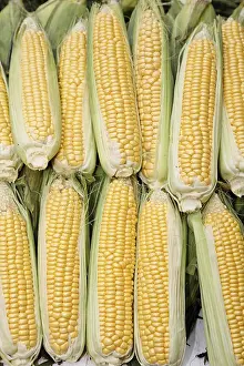 Food Retail Photography Prints: Corn-cob (Zea mays)