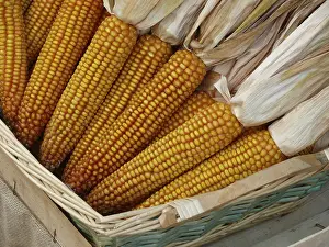 Corn On The Cob Image Prints: Corn on the corn cob