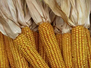 Corn On The Cob Image Prints: Corn on the corn cob