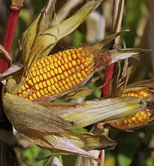 Agricultural Landscapes Prints: Corn on the corn cob, corn 01