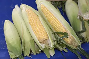 Agriculture Products Prints: Corn on the corn cob, corn, cob