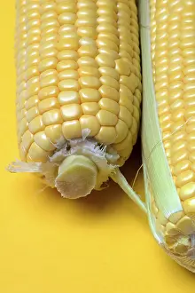 Corn Cobs Prints: Corn corn cob with yellow background