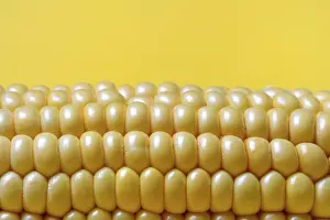 Sweet Corn Photography Prints: Corn corn cob with yellow background