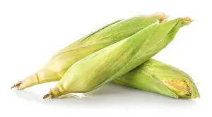 Bright White Background Prints: Three corn ears isolated on a white background