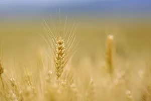 Cereal Crop Field Prints: Corn field with barley