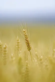 Agricultural Farming Prints: Corn field with barley