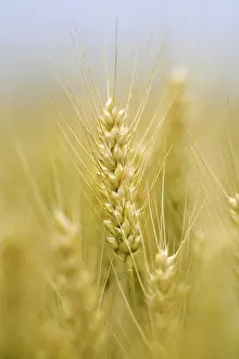 Grain Cultivation Prints: Corn field with barley