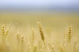 Cereal Cultivation Prints: Corn field with barley