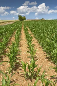 Agricultural Crop Field Prints: Corn field under blue sky