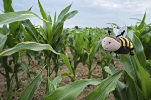 Corn Field Germany Prints: Corn field, only soff bees live here