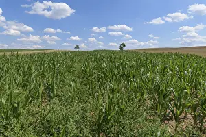 Agricultural Crop Landscape Prints: Corn field in the summer, Grabfeld