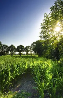 Maize Cultivation Landscape Photo Prints: Corn field at sunset